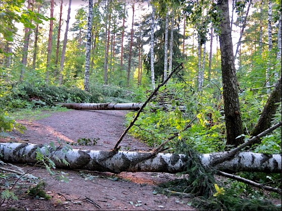 Kuvituskuva